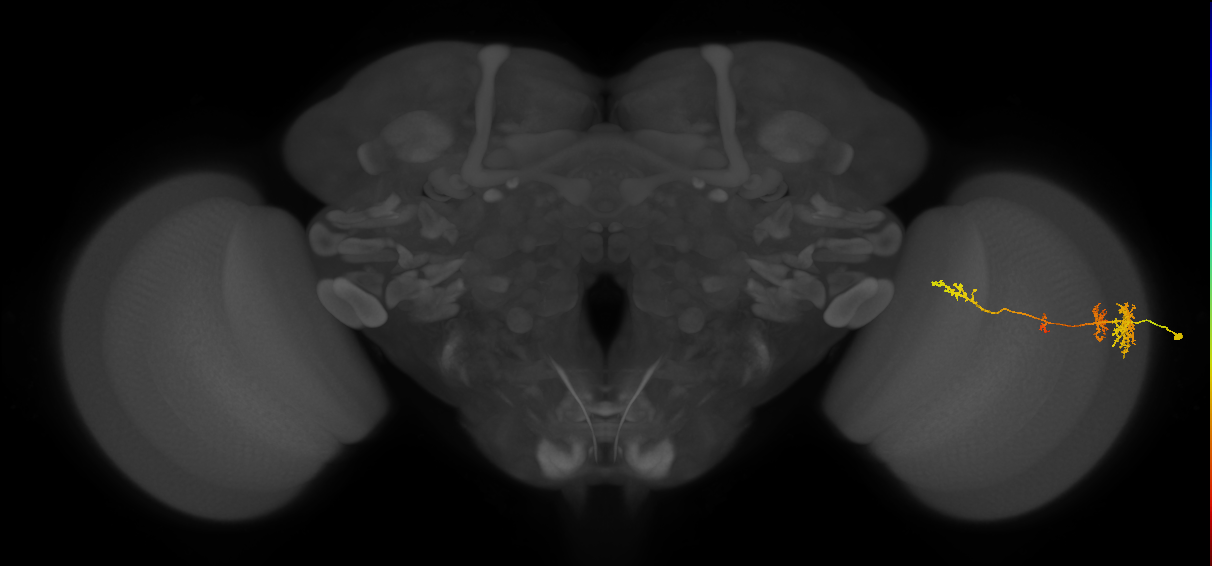 TmY13_R (MaleCNS:39835)