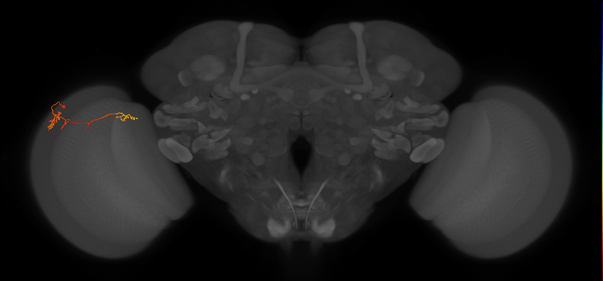 TmY13_L (MaleCNS:82372)