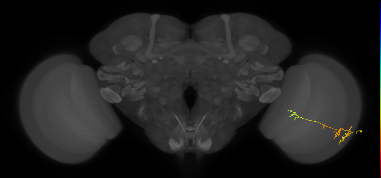 TmY13_R (MaleCNS:41565)