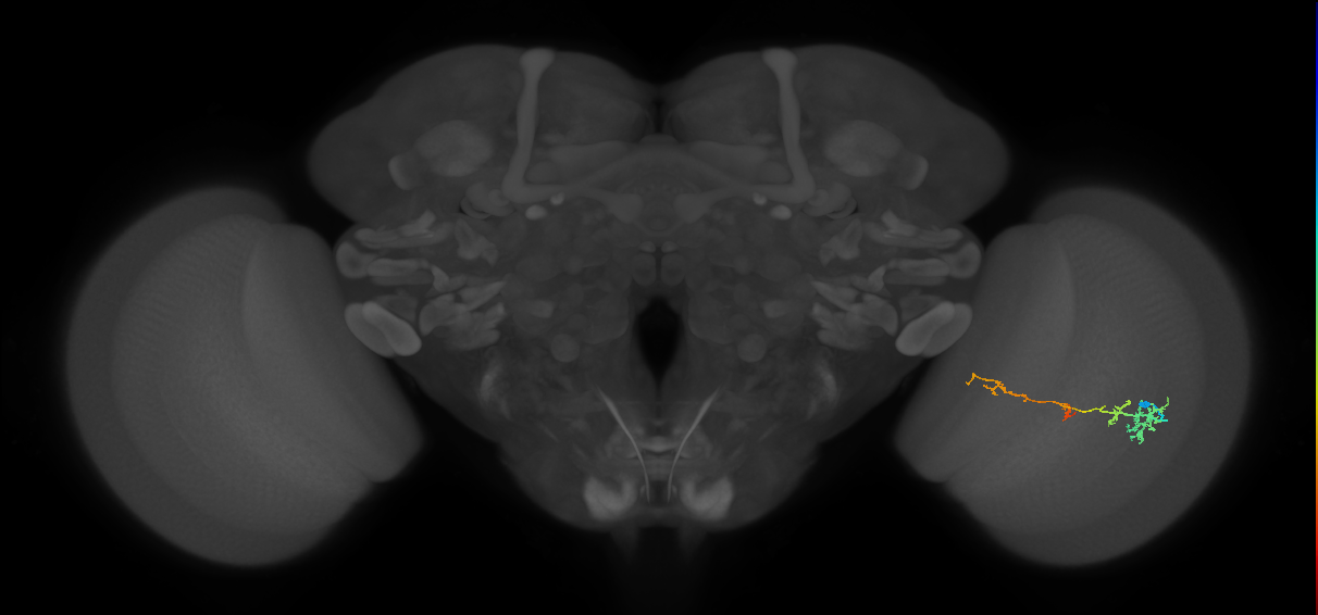 TmY13_R (MaleCNS:553411)