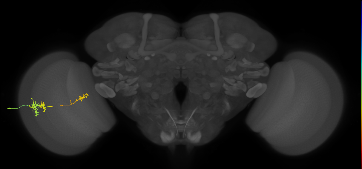TmY13_L (MaleCNS:44374)
