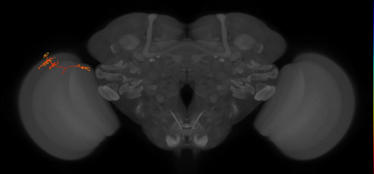 TmY13_L (MaleCNS:538981)