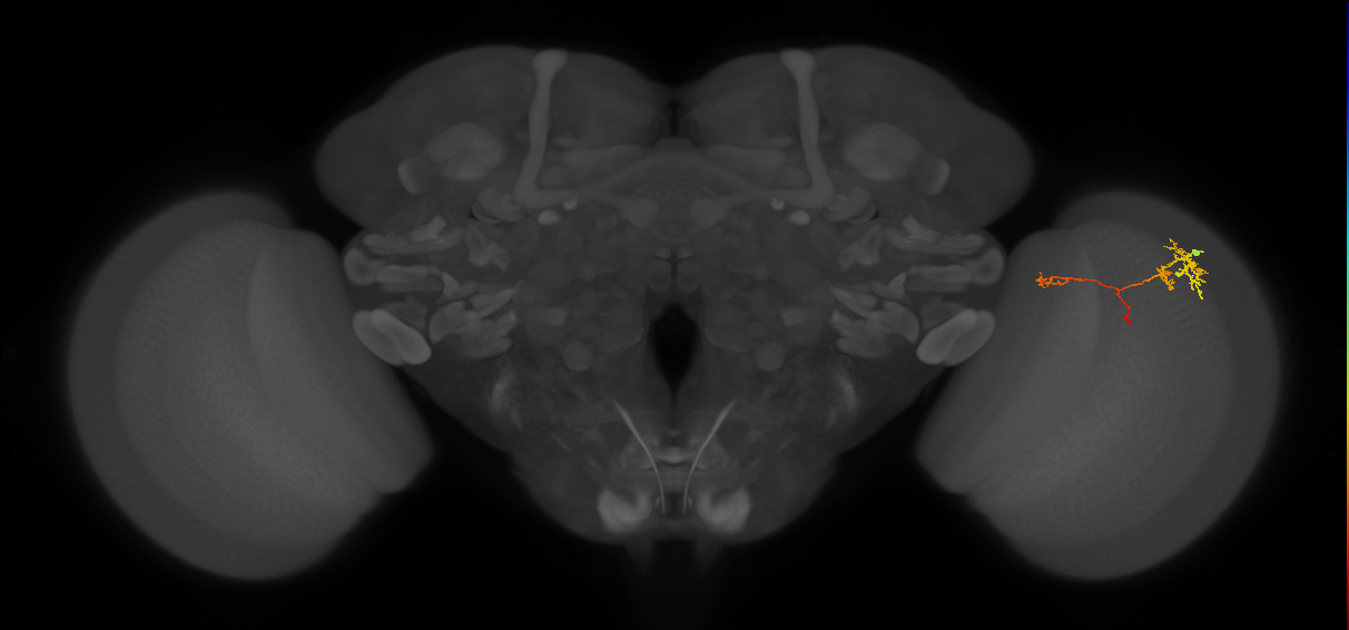 TmY13_R (MaleCNS:79136)