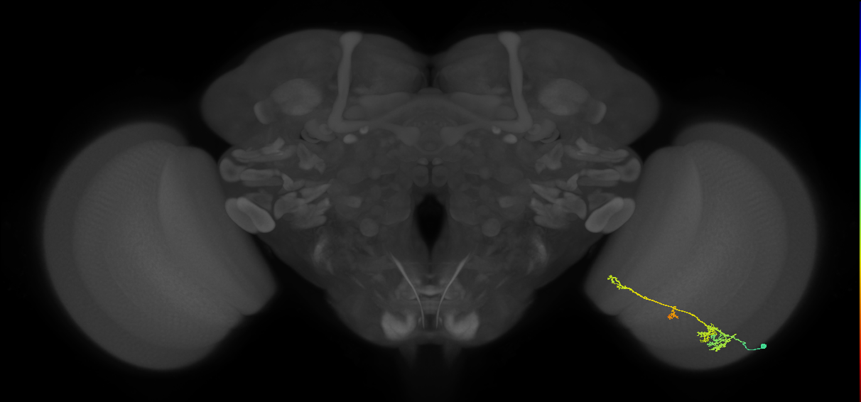 TmY13_R (MaleCNS:48153)