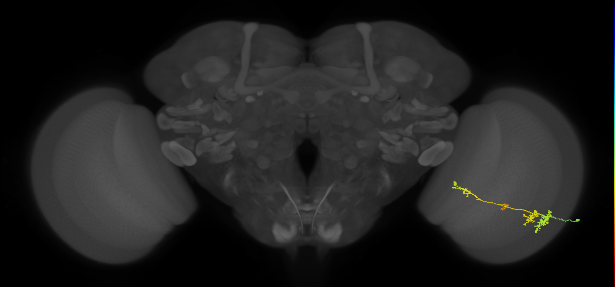TmY13_R (MaleCNS:40744)