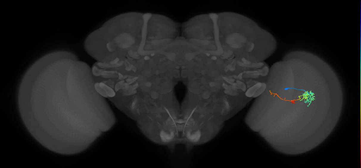 TmY13_R (MaleCNS:57705)