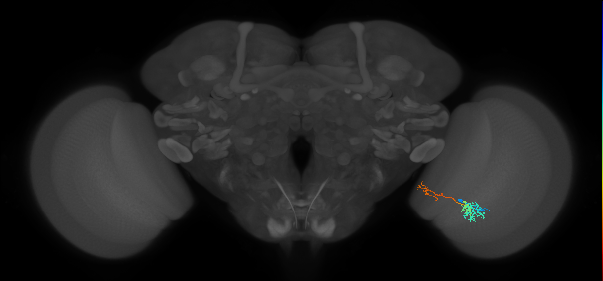 TmY13_R (MaleCNS:55110)