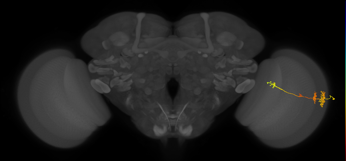 TmY13_R (MaleCNS:41915)