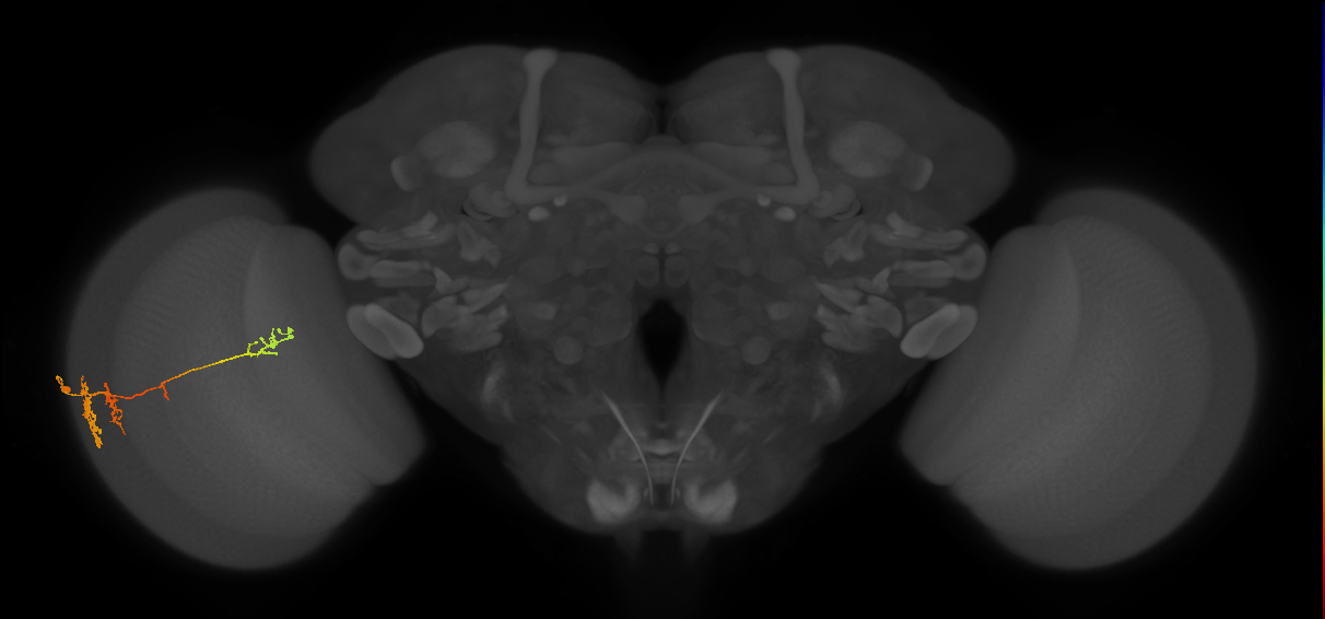 TmY13_L (MaleCNS:22889)