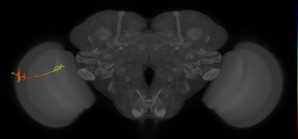 TmY13_L (MaleCNS:515875)