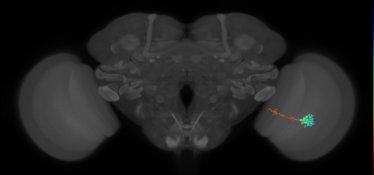 TmY13_R (MaleCNS:55772)