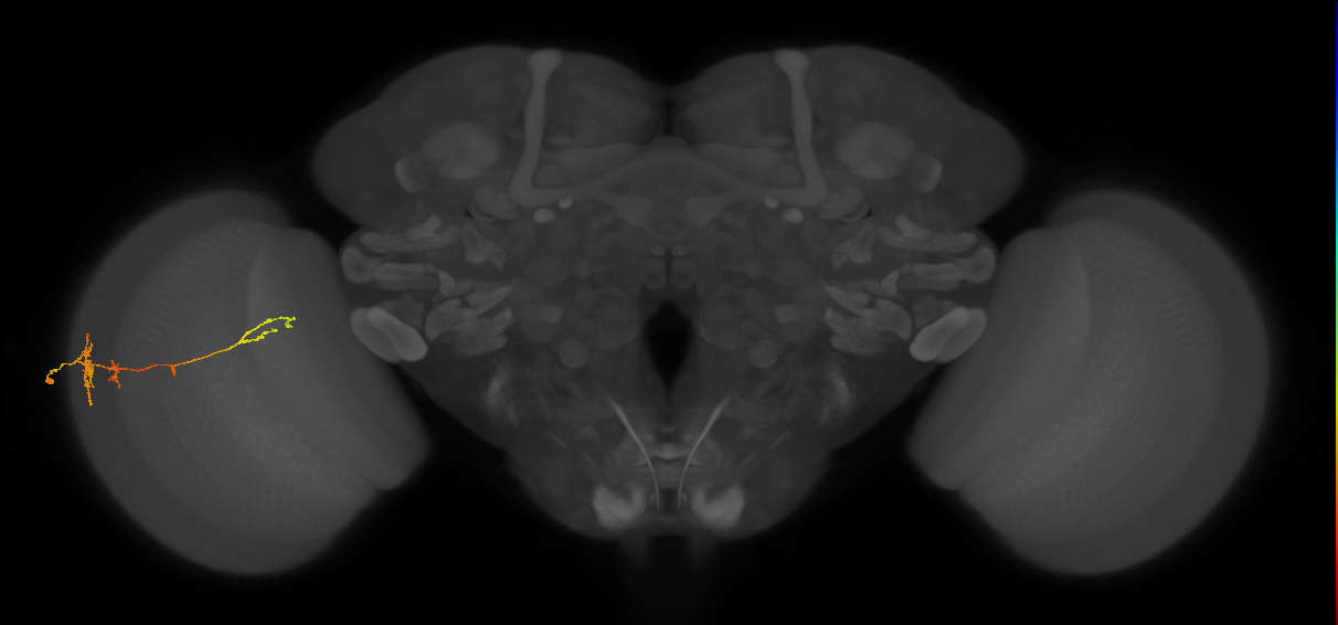 TmY13_L (MaleCNS:533990)