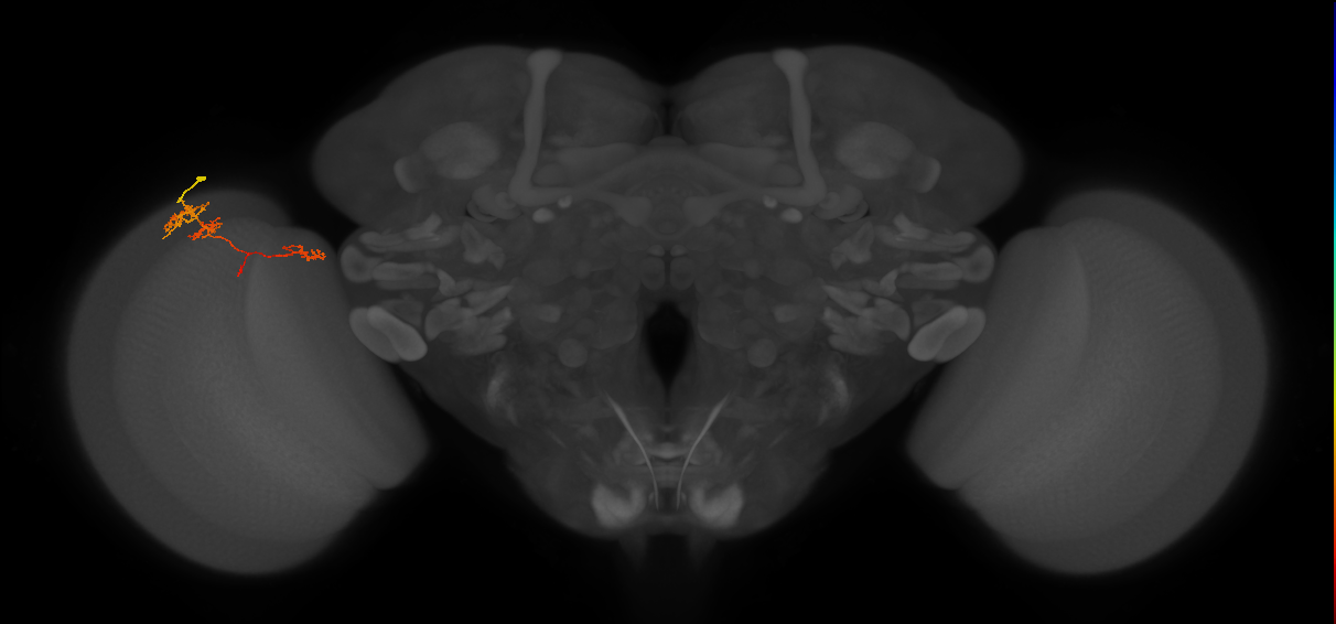TmY13_L (MaleCNS:74887)