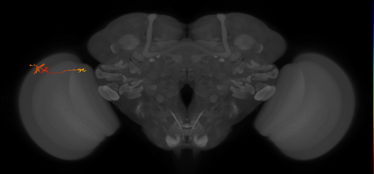 TmY13_L (MaleCNS:78272)