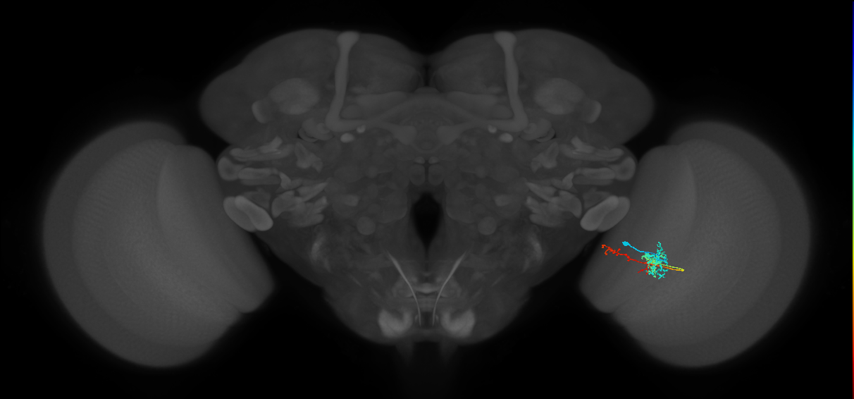 TmY13_R (MaleCNS:65130)