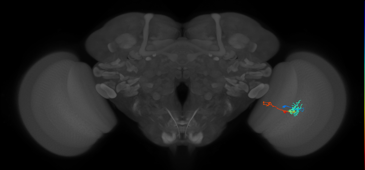 TmY13_R (MaleCNS:58423)