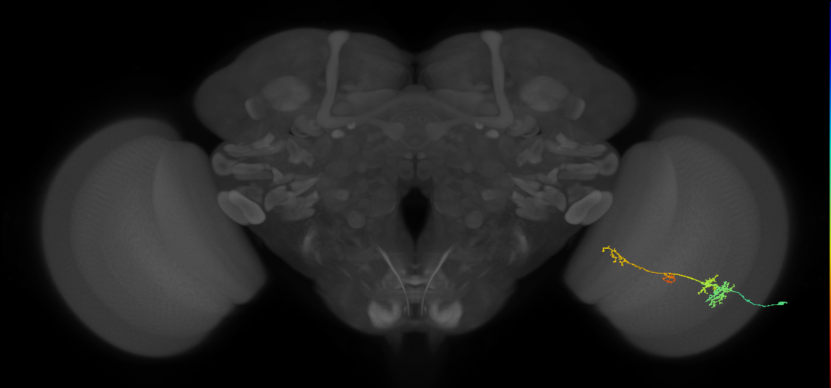 TmY13_R (MaleCNS:61506)