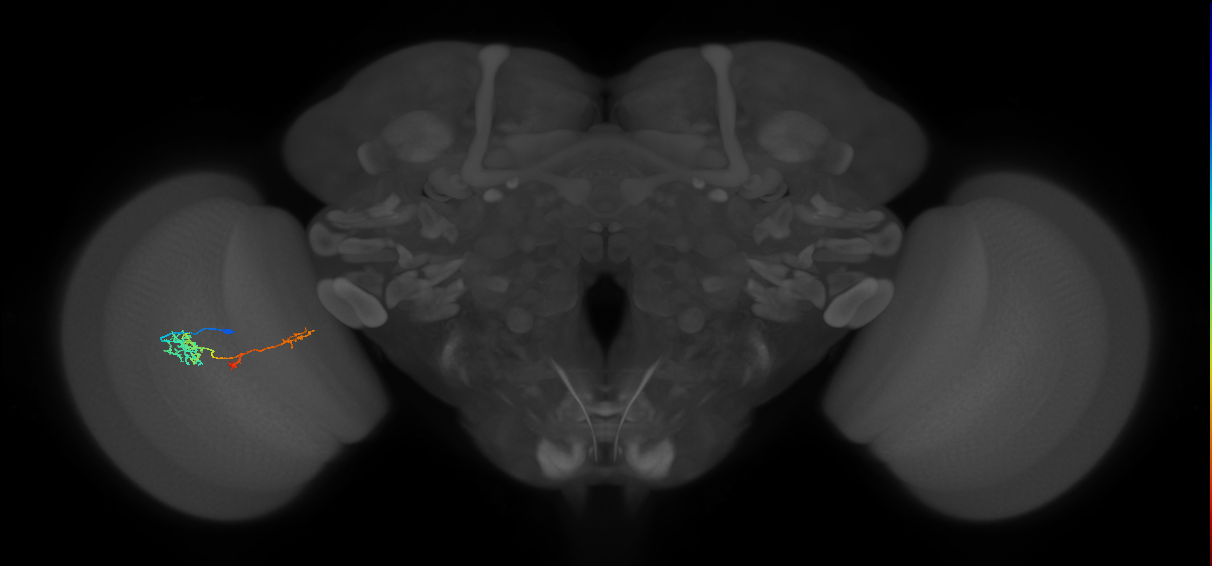 TmY13_L (MaleCNS:105687)