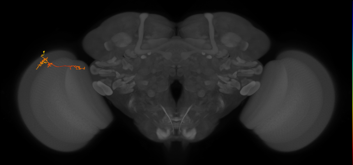 TmY13_L (MaleCNS:82832)