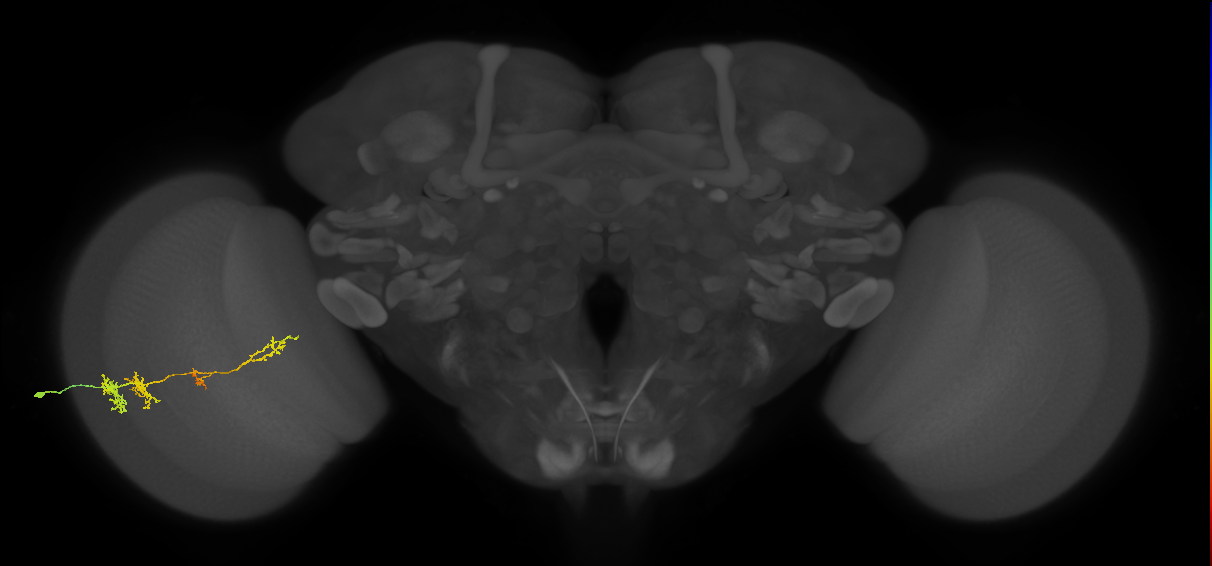 TmY13_L (MaleCNS:44039)