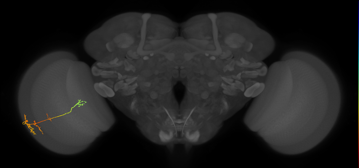 TmY13_L (MaleCNS:536282)