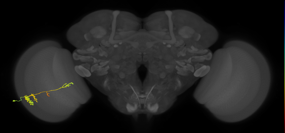 TmY13_L (MaleCNS:34368)