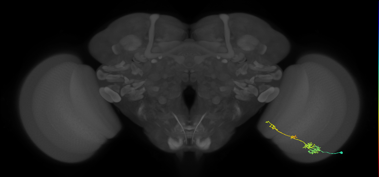 TmY13_R (MaleCNS:48518)