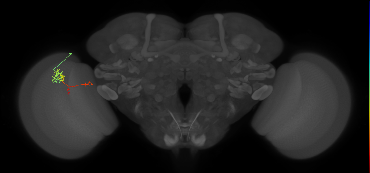 TmY13_L (MaleCNS:99993)