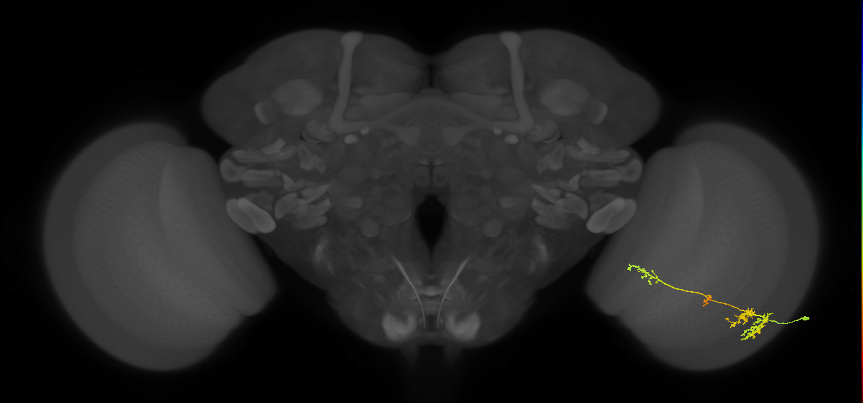 TmY13_R (MaleCNS:41042)