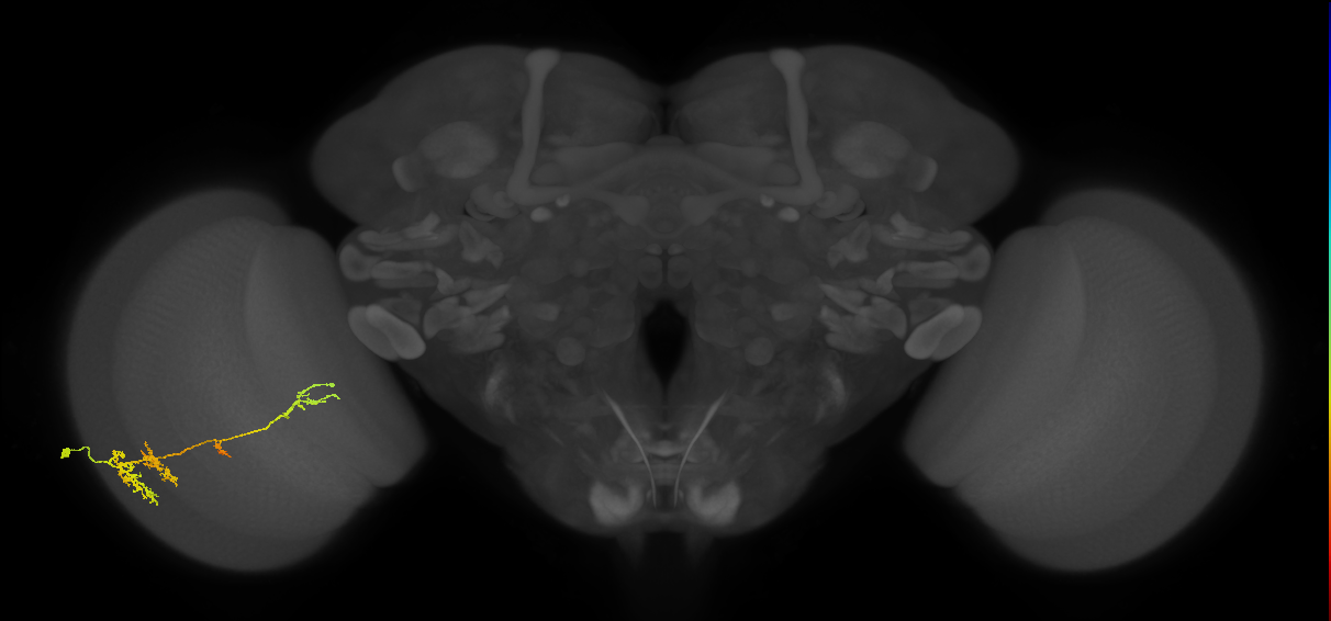TmY13_L (MaleCNS:539842)