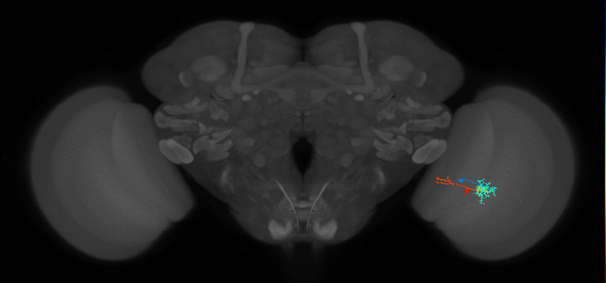 TmY13_R (MaleCNS:67166)
