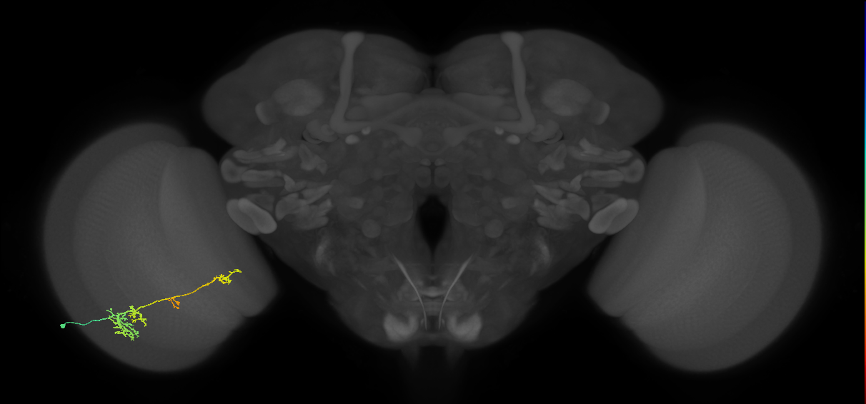TmY13_L (MaleCNS:529361)