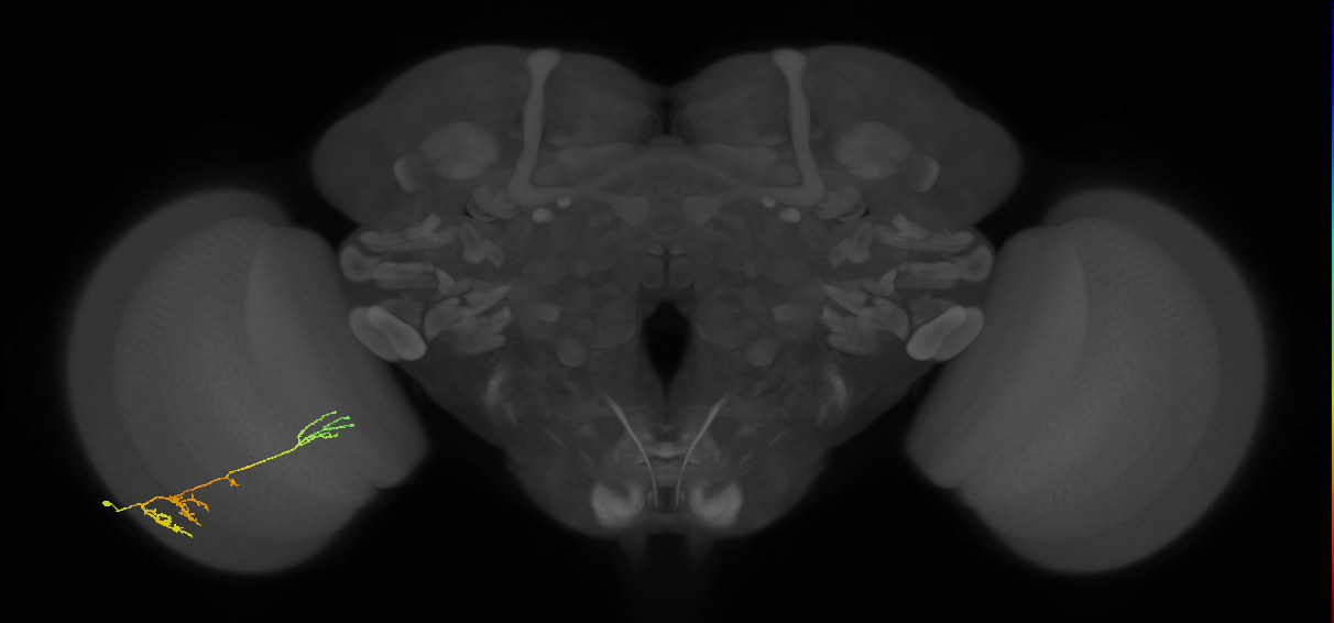 TmY13_L (MaleCNS:56090)
