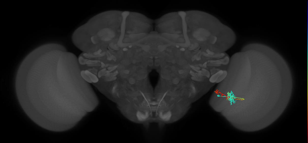 TmY13_R (MaleCNS:61815)