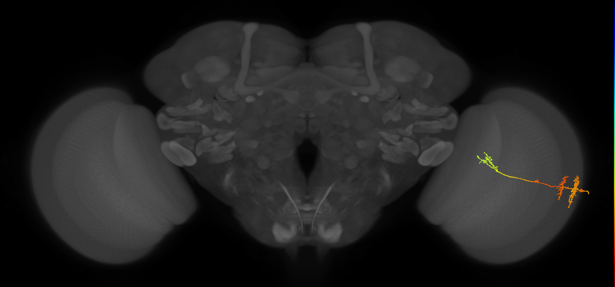 TmY13_R (MaleCNS:45070)