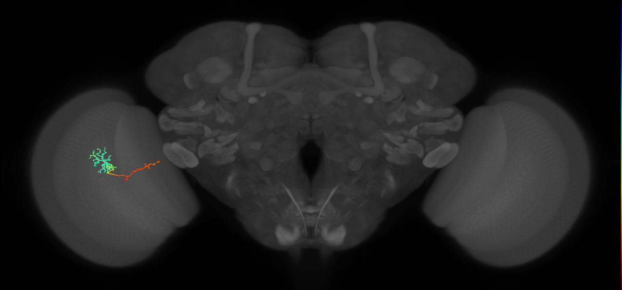 TmY13_L (MaleCNS:137750)