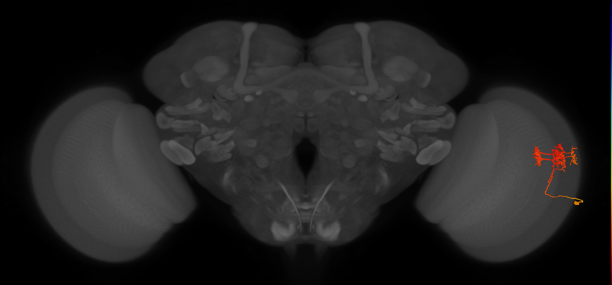 TmY14_R (MaleCNS:25183)