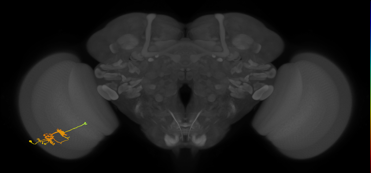 TmY14_L (MaleCNS:28431)