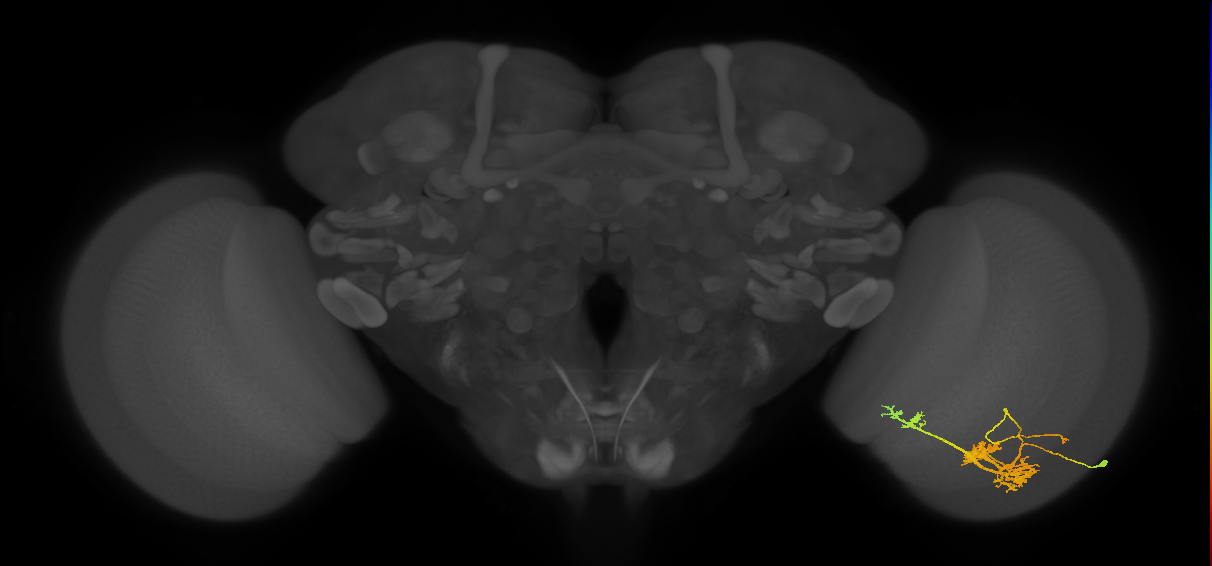 TmY14_R (MaleCNS:21626)