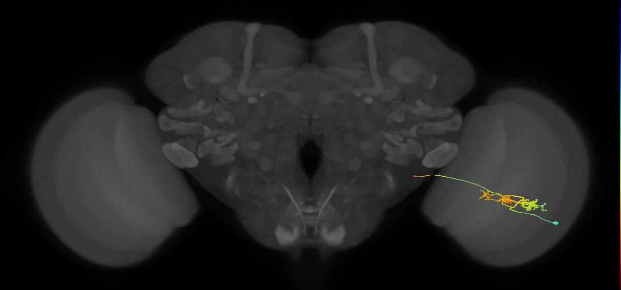 TmY14_R (MaleCNS:22871)