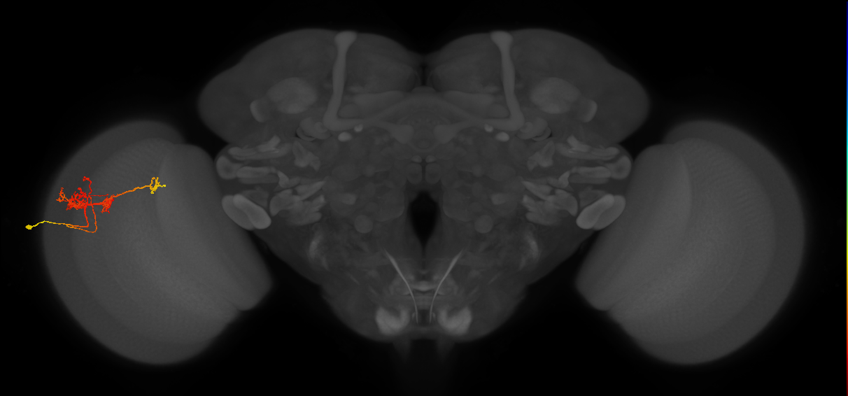TmY14_L (MaleCNS:29920)