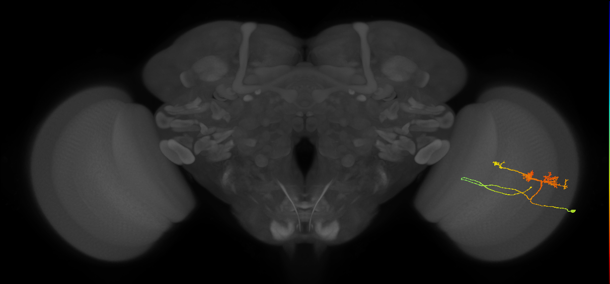 TmY14_R (MaleCNS:23245)