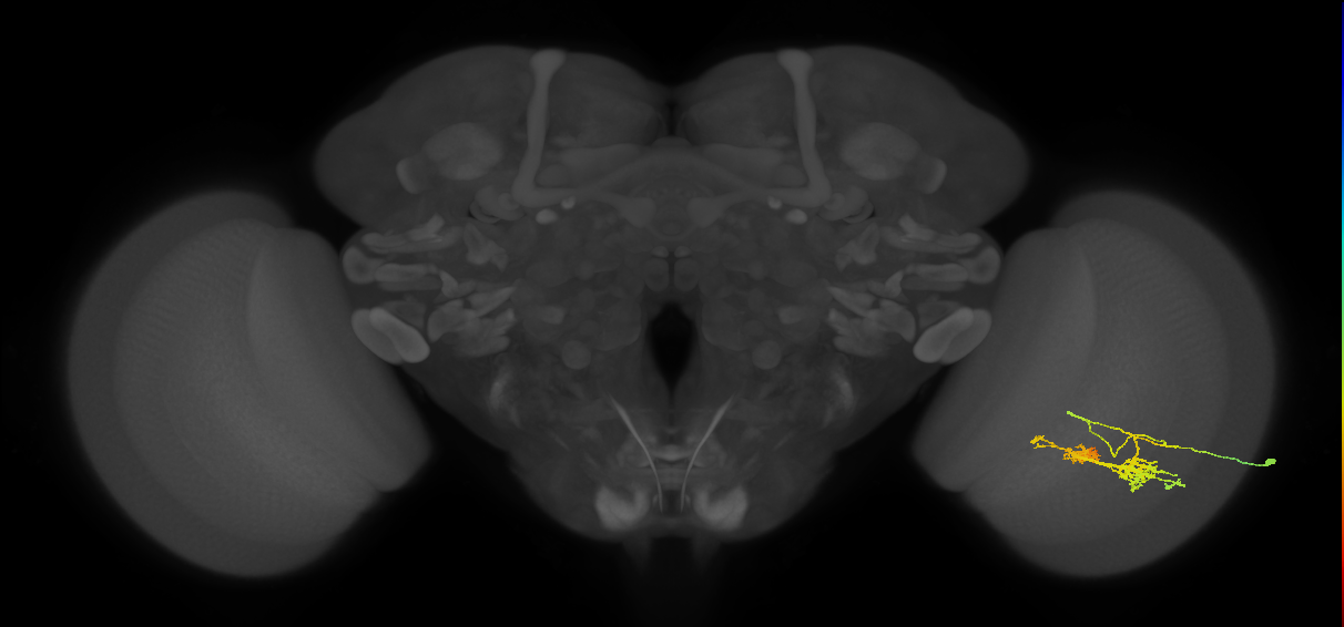 TmY14_R (MaleCNS:22100)