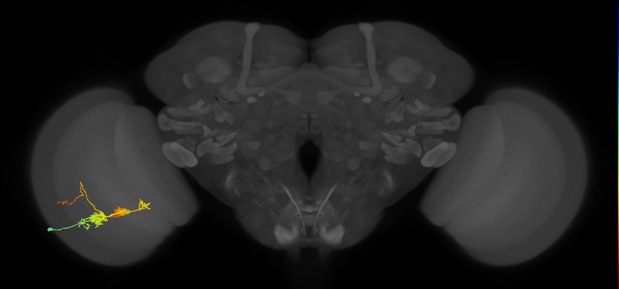 TmY14_L (MaleCNS:91801)
