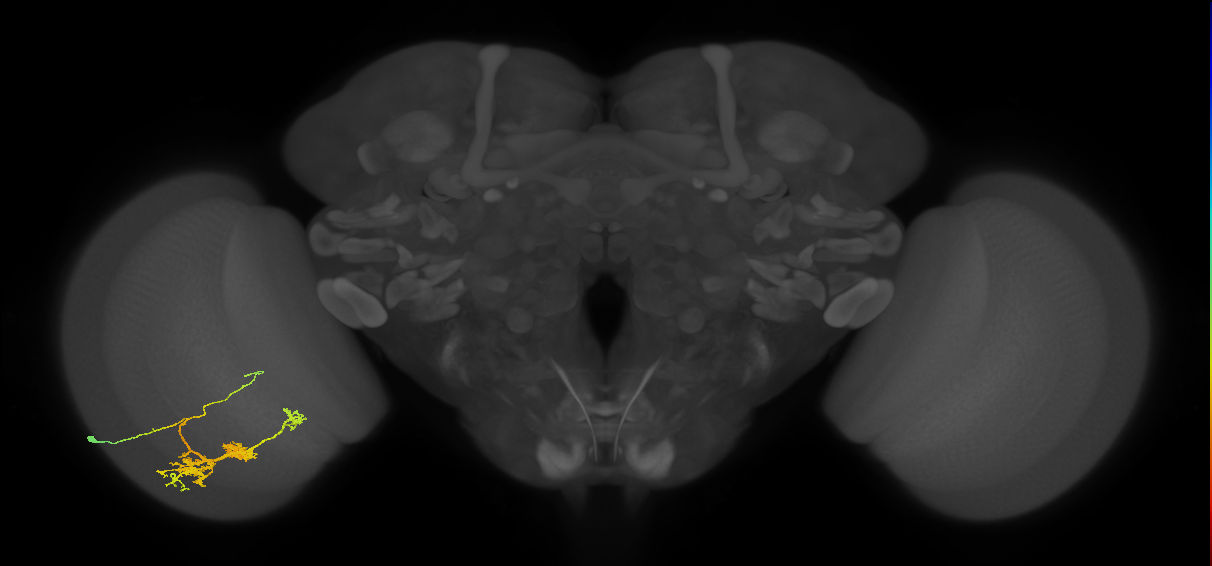 TmY14_L (MaleCNS:24103)