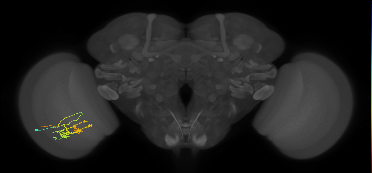 TmY14_L (MaleCNS:26345)