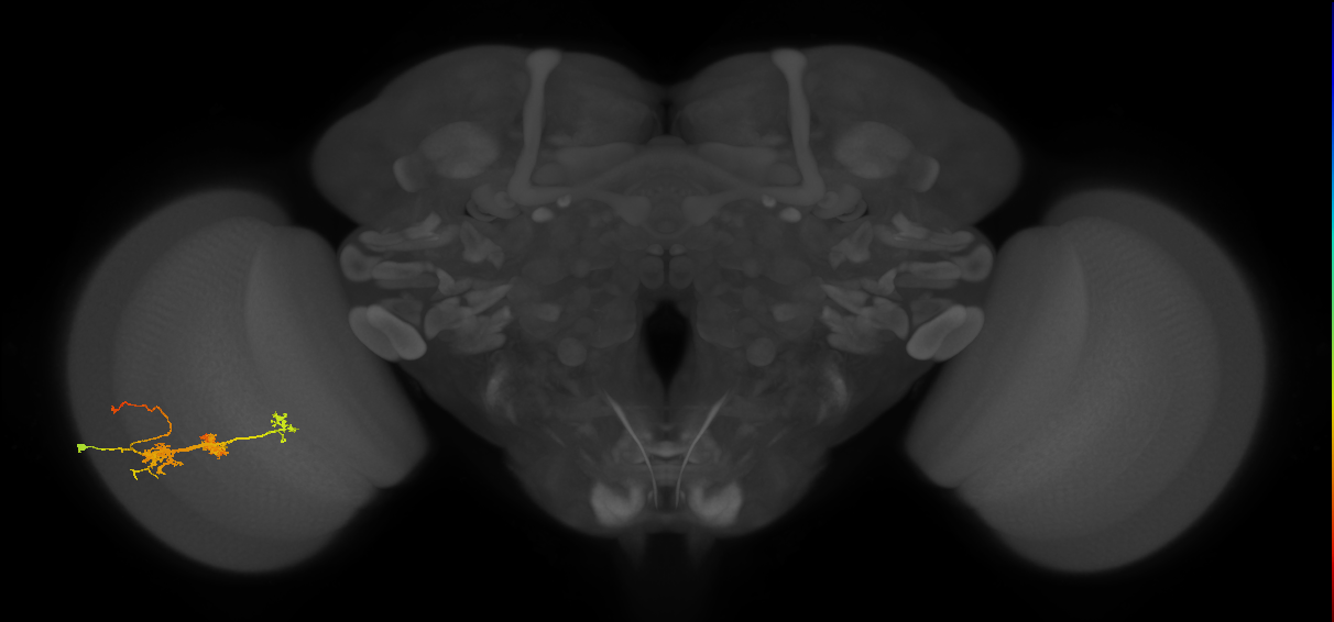 TmY14_L (MaleCNS:24248)