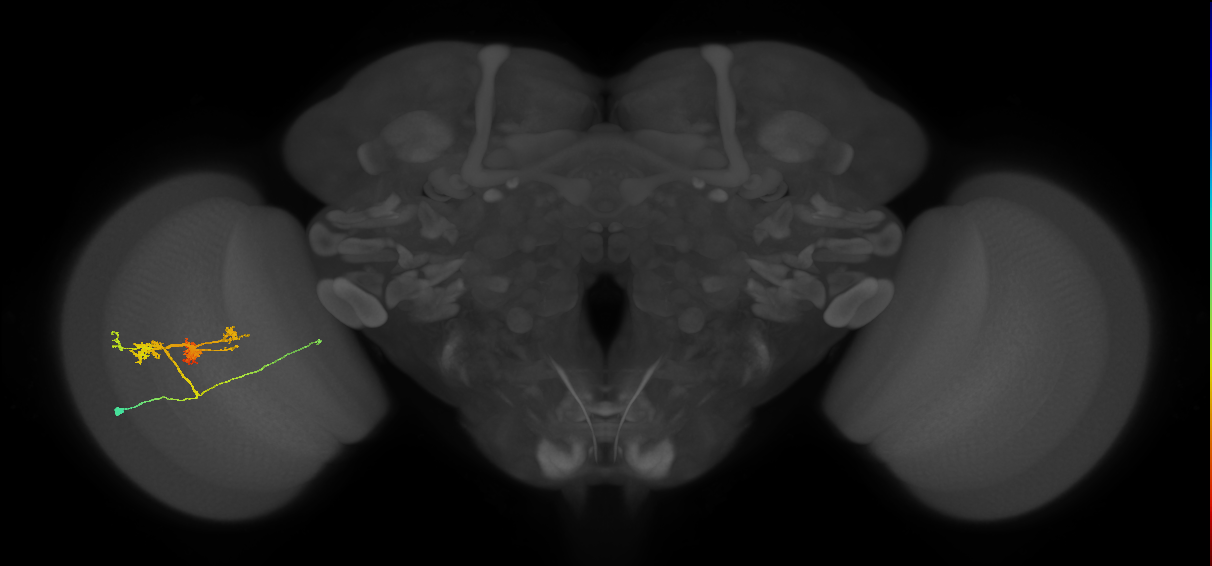 TmY14_L (MaleCNS:25486)