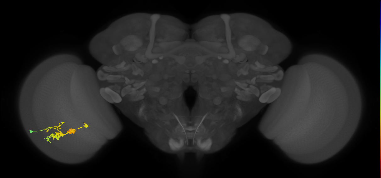 TmY14_L (MaleCNS:24384)