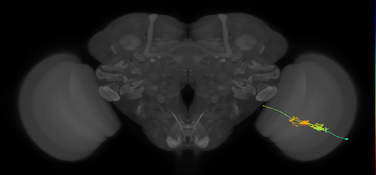 TmY14_R (MaleCNS:25493)
